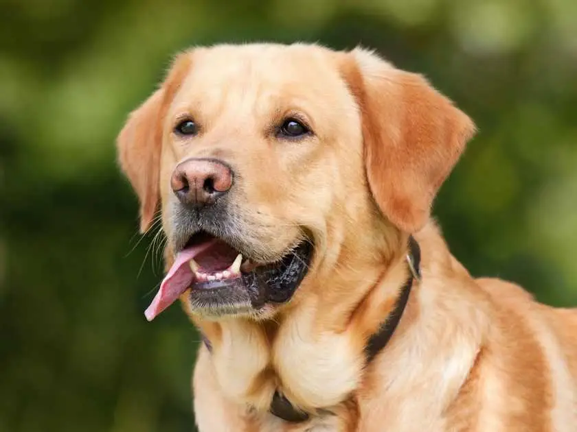 Blog gaat over de honden Koelmat. Gun je hond wat verkoeling op warme dagen met deze zelfkoelende mat voor hond of kat. Voorbeeld van een honden koelmat is  Coolpets premium koelmat m 50 x 40 cm deze premium koelmat van coolpets geeft je hond een aangename en verfrissende koeling op hete zomerdagen. Coolpets premium koelmat m 50 x 40 cmdeze premium koelmat van coolpets geeft je hond een aangename en verfrissende koeling op hete zomerdagen.