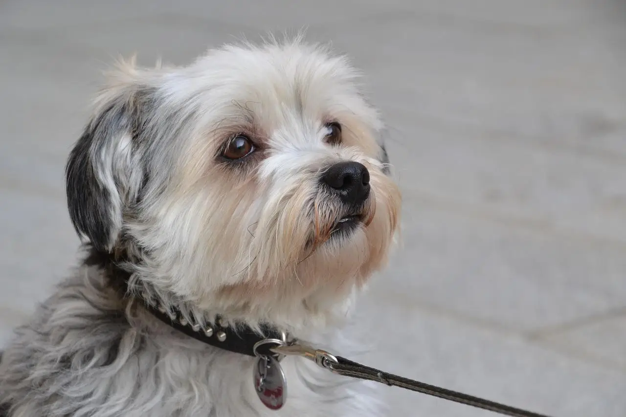 Alles wat je moet weten over de lieve Shih Tzu