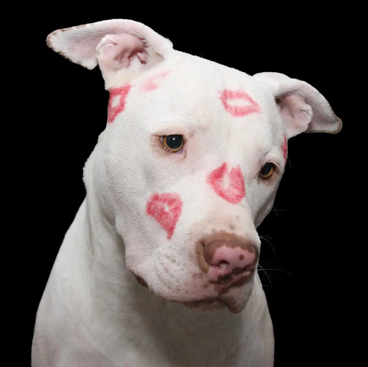 Alles wat je moet weten over de Amerikaanse Pitbull Terrier